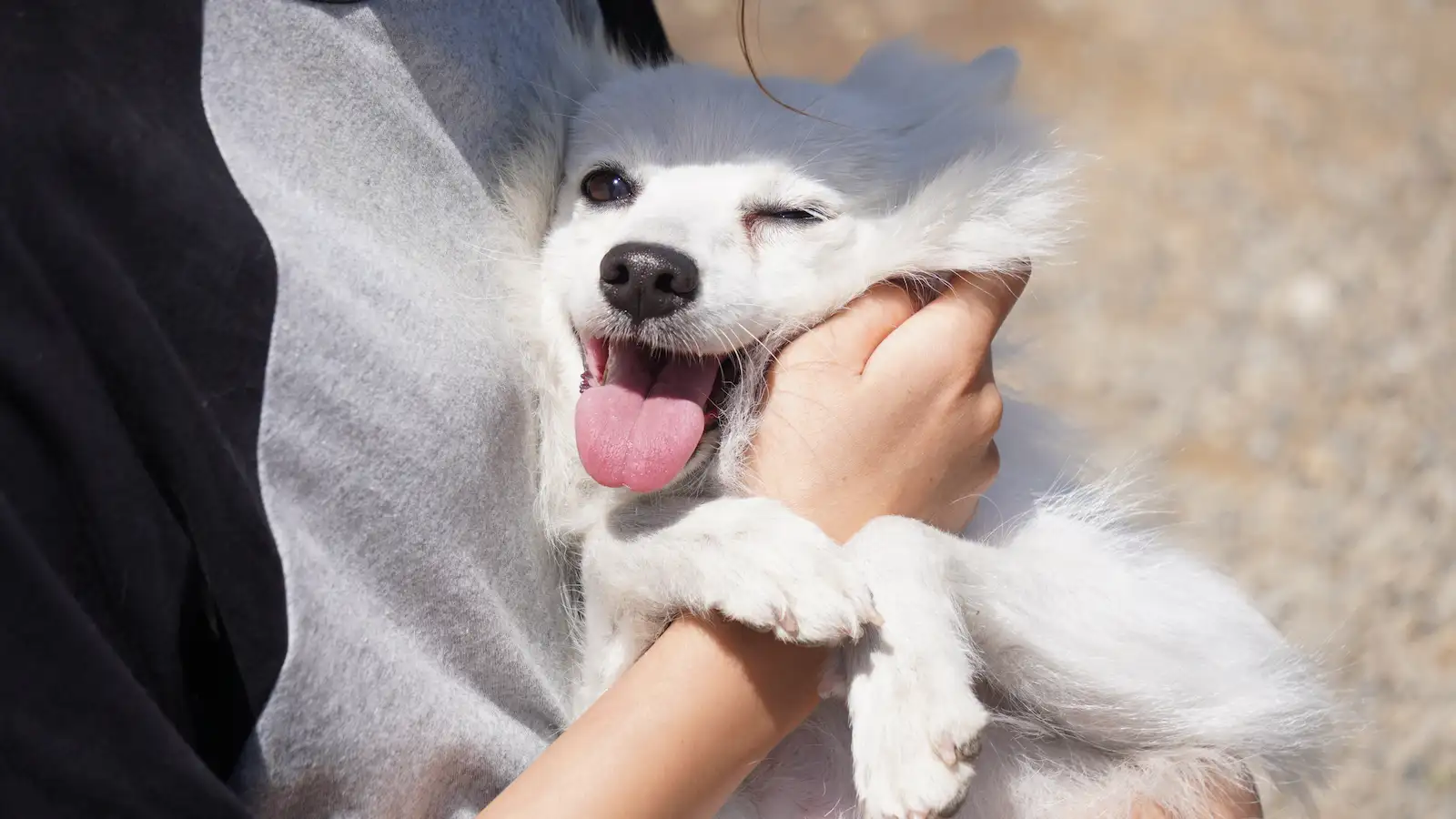腕に抱かれて笑う日本スピッツの子犬