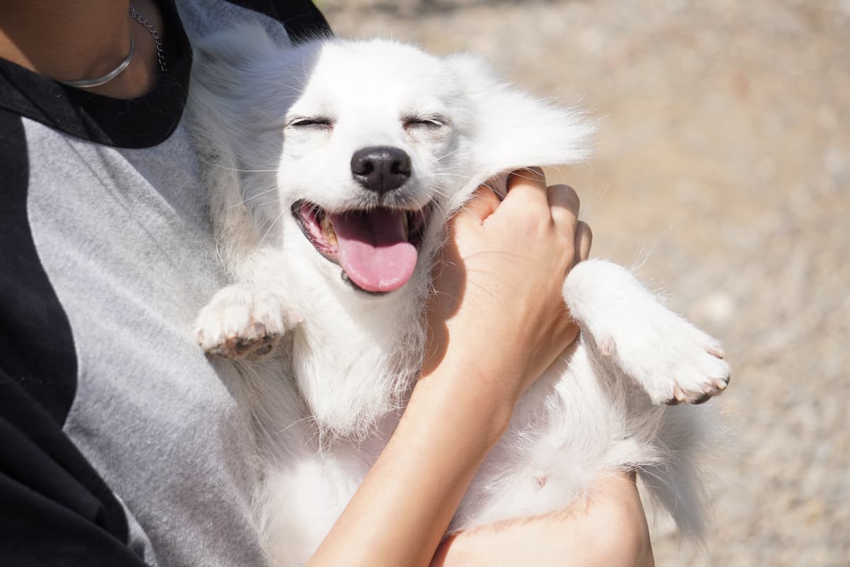 腕の中で笑うラーテル犬舎の日本スピッツ