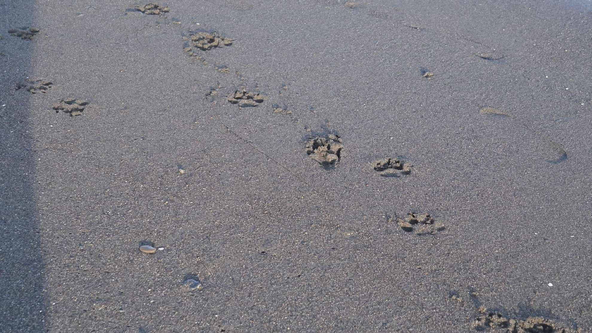 砂浜に残る犬の足あと