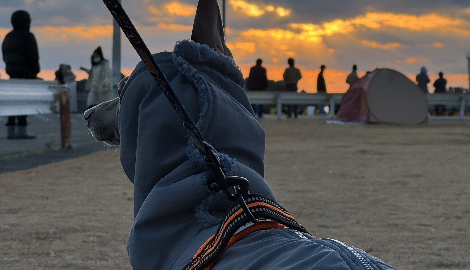 夕暮れの海辺を散歩する犬