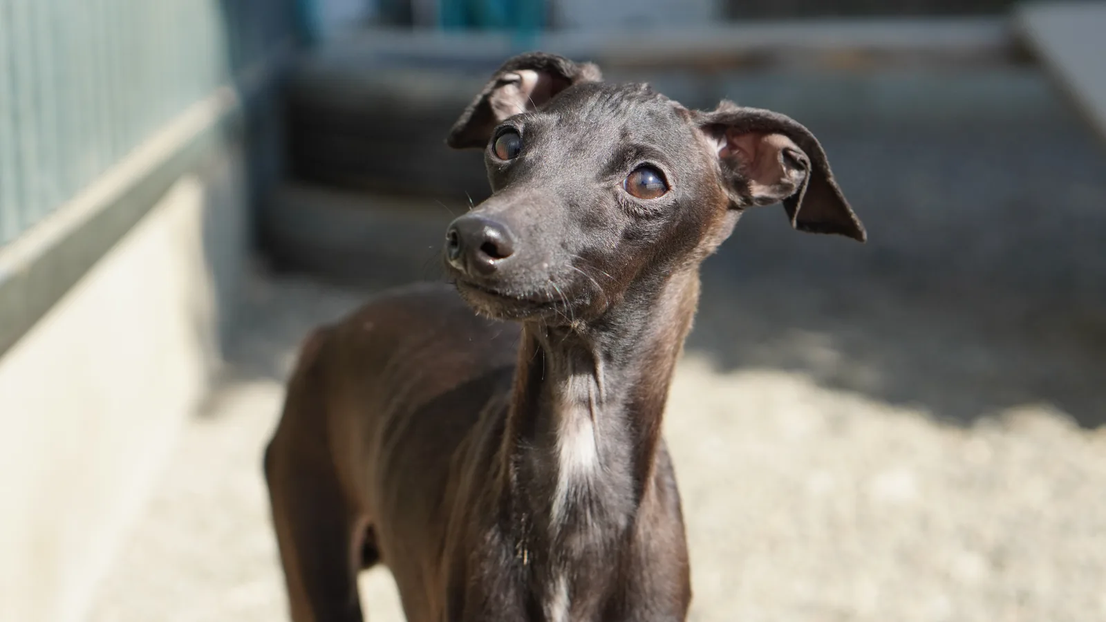 首をかしげるラーテル犬舎のイタリアングレーハウンド