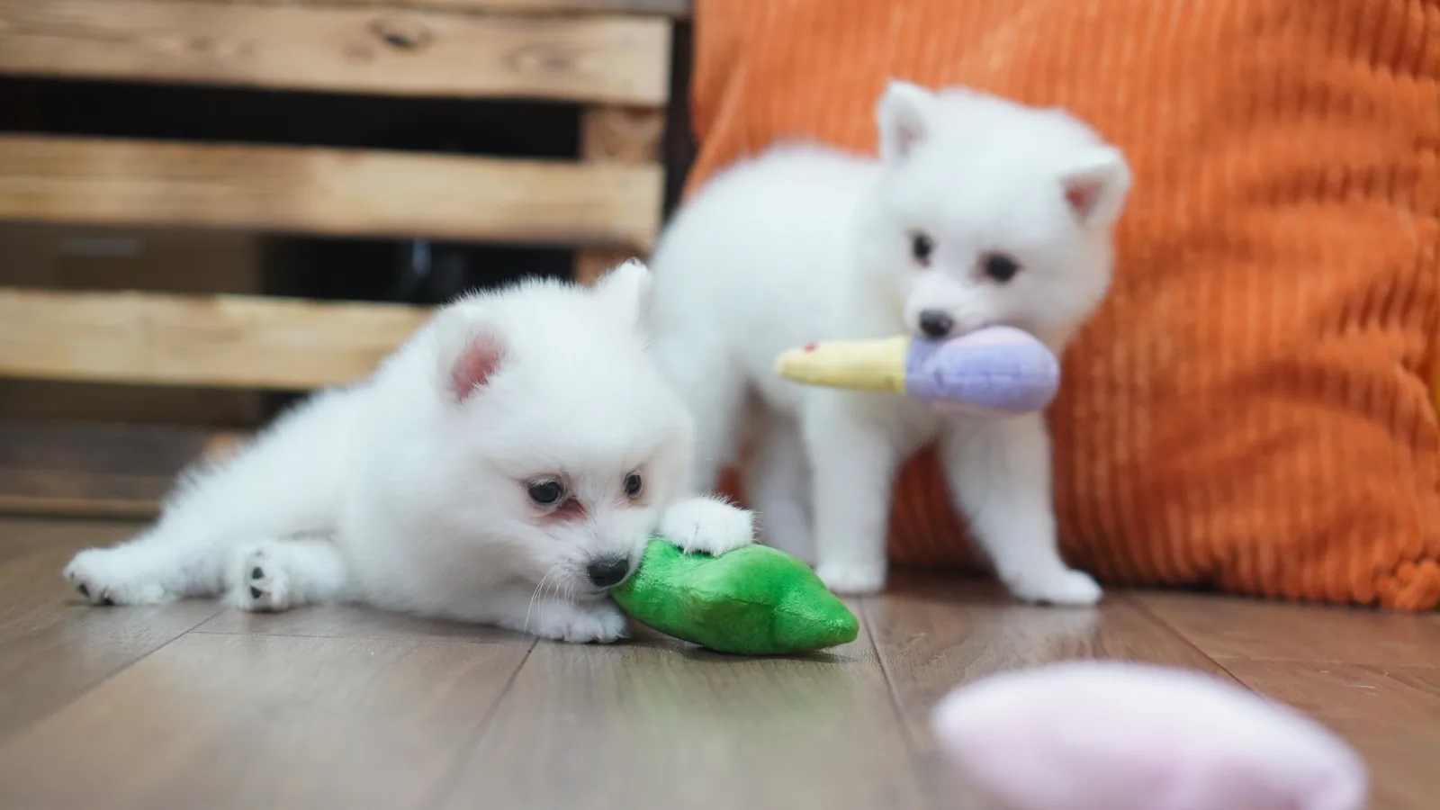 おもちゃで遊ぶ日本スピッツの子犬