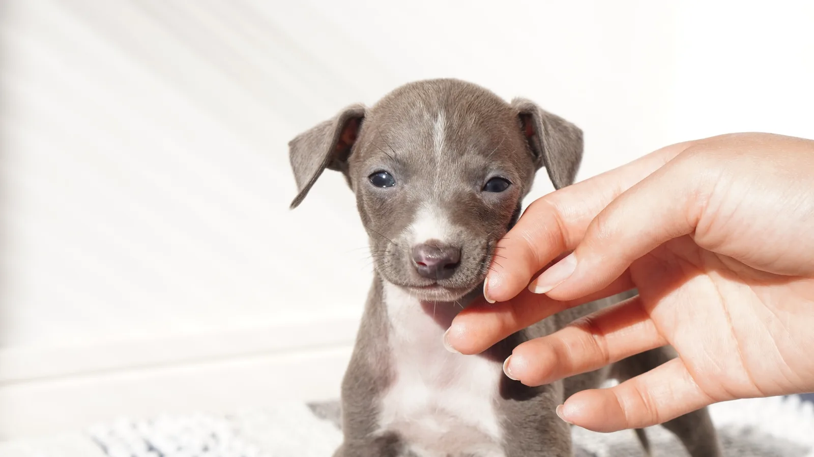 犬舎で人の手に触れるイタリアングレーハウンドの子犬