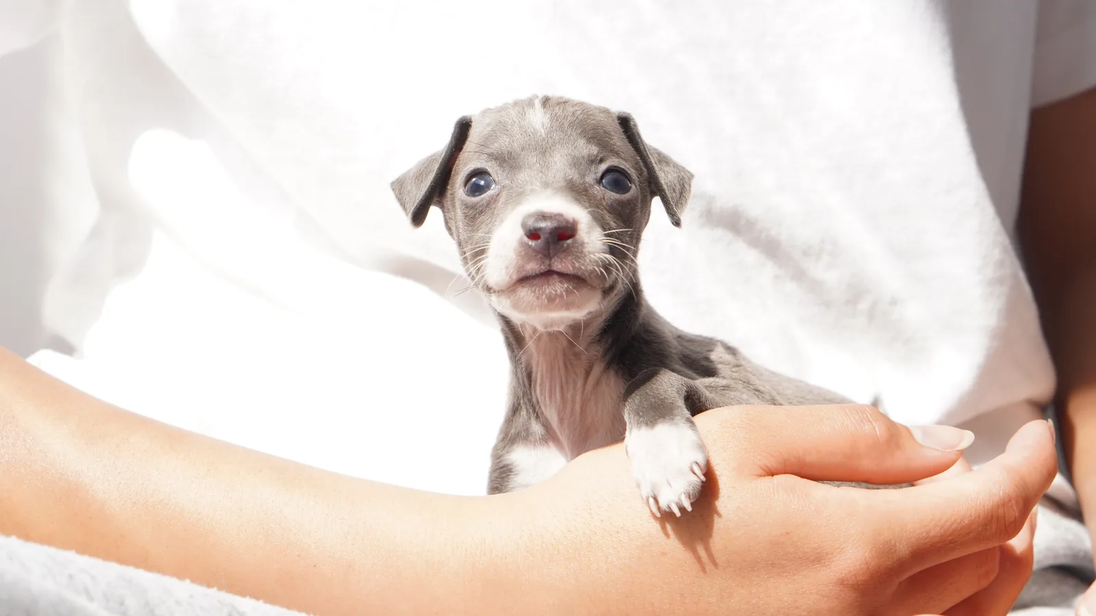 手のひらに支えられたイタリアングレーハウンドの子犬