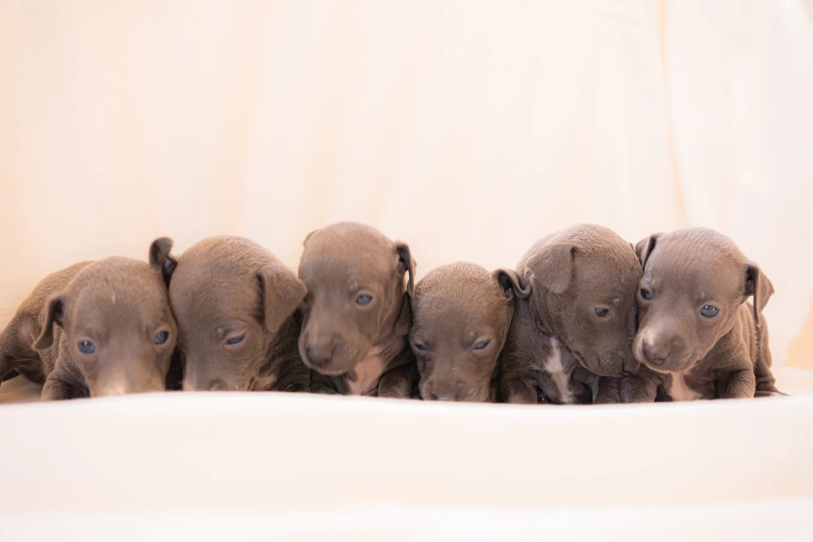 生まれて間もないイタリアングレーハウンドの子犬6頭