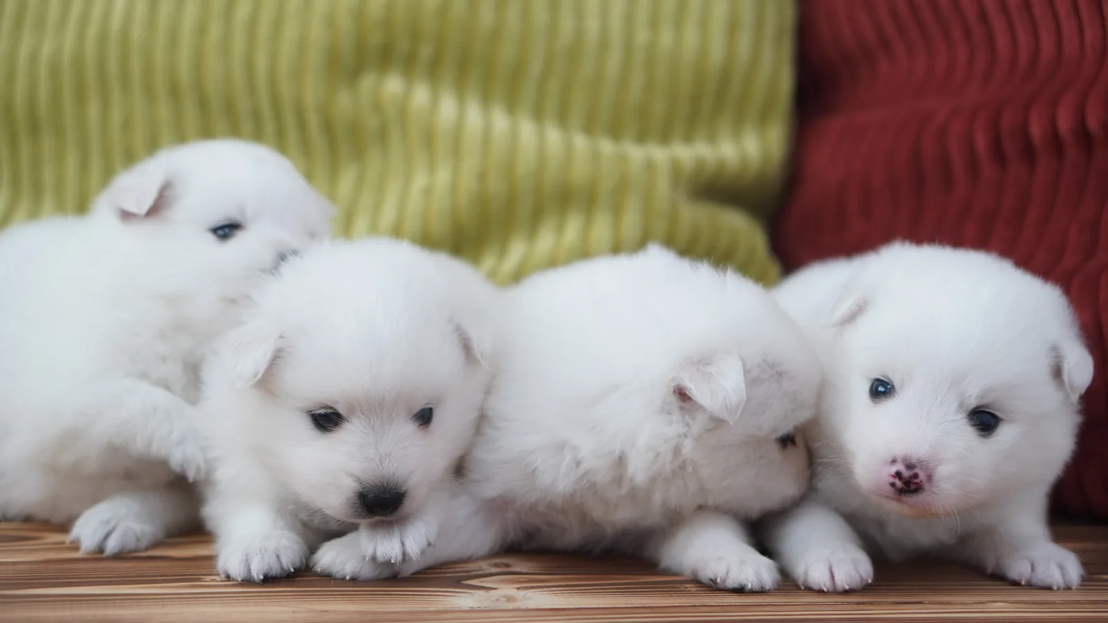 ラーテル犬舎で生まれた日本スピッツの子犬5頭が横に並ぶ