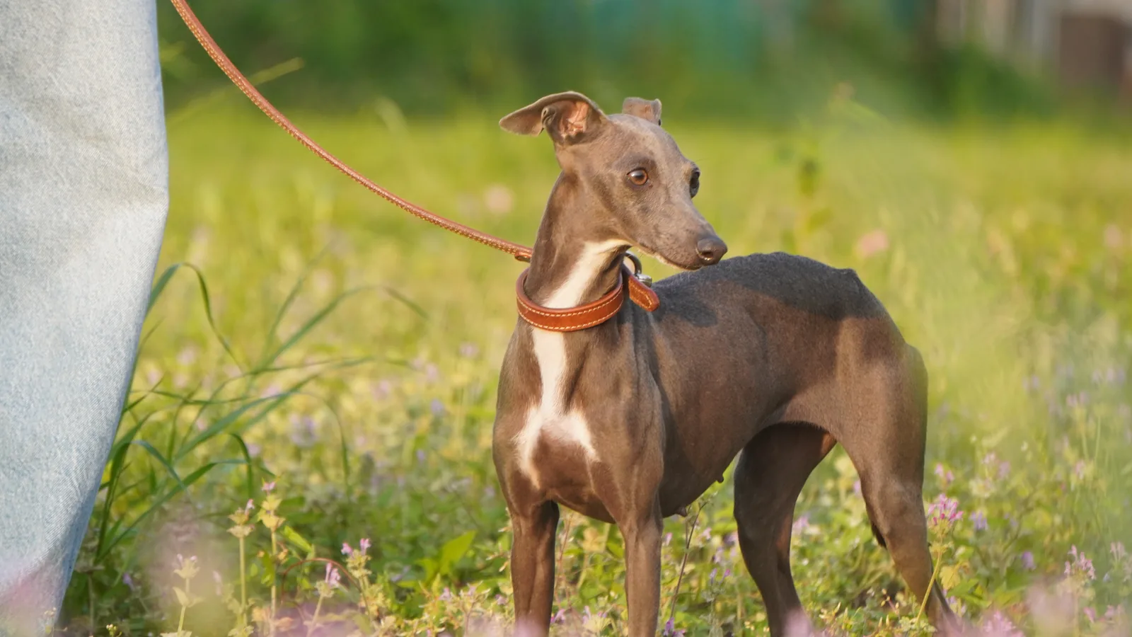 草地に立つラーテル犬舎のイタリアングレーハウンド