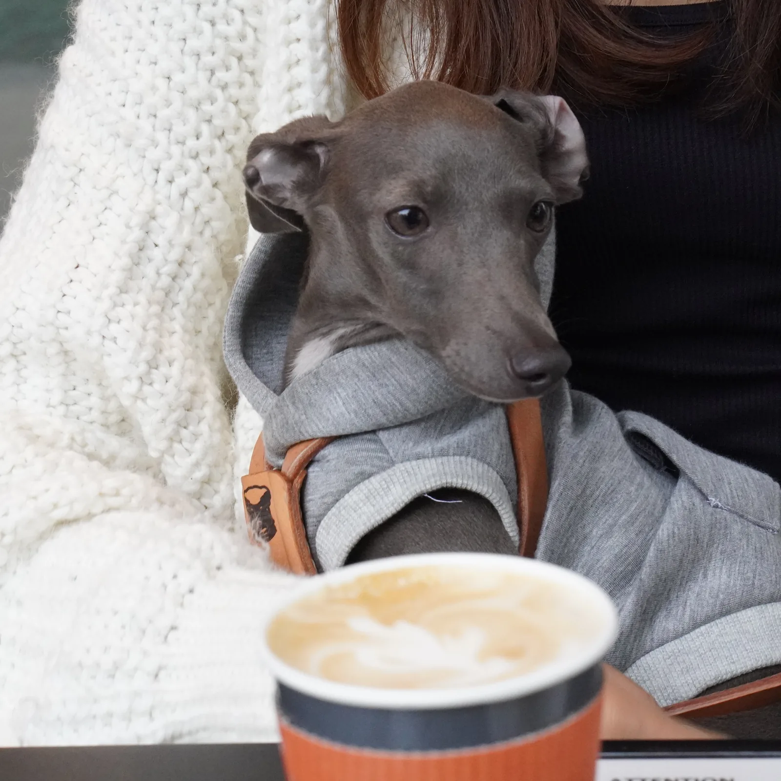 カフェで飼い主さんの膝に座るラーテル犬舎出身のイタリアングレーハウンド