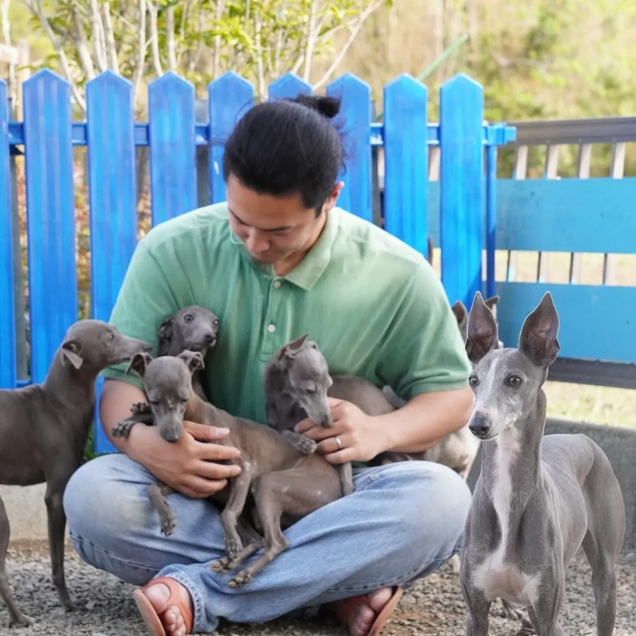 イタリアングレーハウンドの子犬たちを抱くラーテル犬舎 代表 西山隼